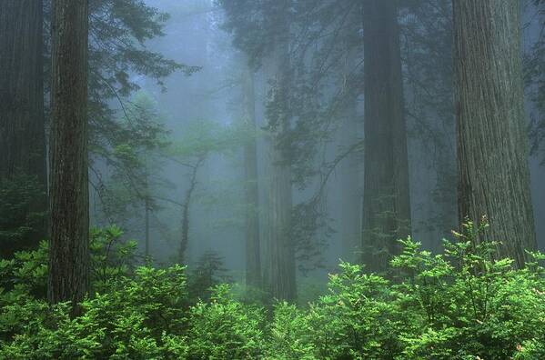 California Art Print featuring the photograph Early Morning In The Forest, Humboldt by Bilderbuch