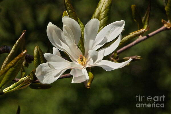 Magnolia Stellata Art Print featuring the photograph Easter Star by Byron Varvarigos