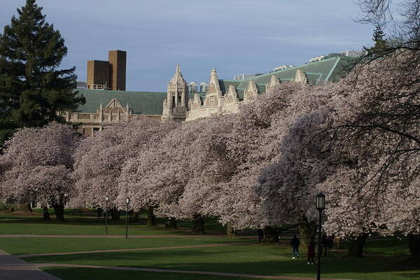 Cherry Blossoms Art Print featuring the photograph Easter Sunday by Jerry Cahill