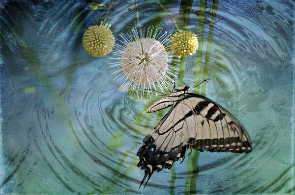 Eastern Tiger Swallowtail Butterfly Art Print featuring the photograph Eastern Tiger Swallowtail on Buttonball Bush by Bonnie Barry