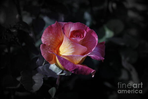 Rose Art Print featuring the photograph Emphasis by Michael Evans