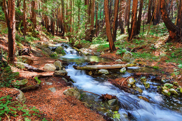 Stream Art Print featuring the photograph Enchanted Forest by Beth Sargent