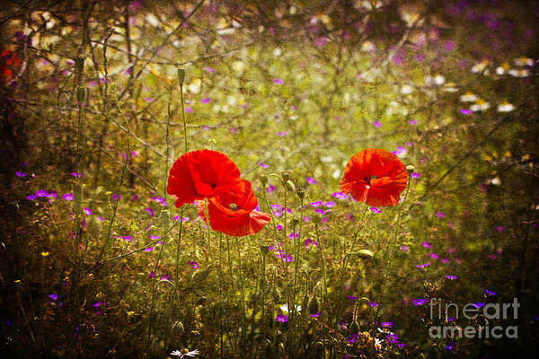 Wiltshire Art Print featuring the photograph English Summer Meadow. by Clare Bambers - Bambers Images