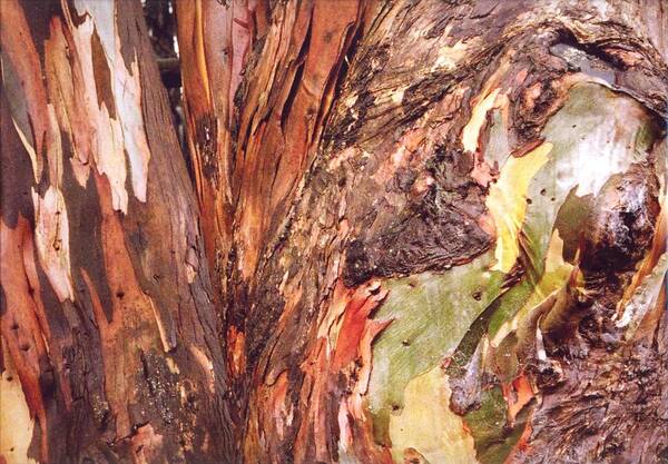 Eucalyptus Art Print featuring the photograph Eucalyptus tree by Cynthia Marcopulos