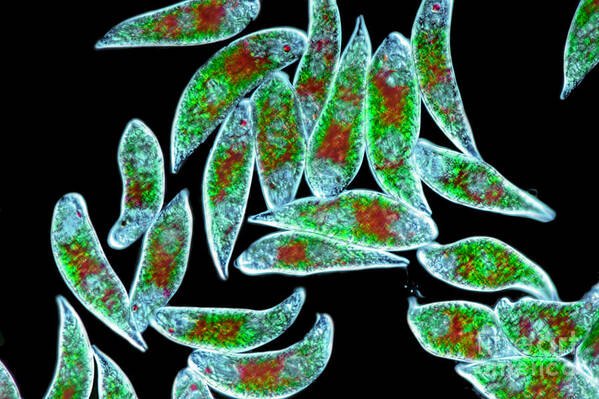Cells Art Print featuring the photograph Euglena Rubra Dic by M I Walker