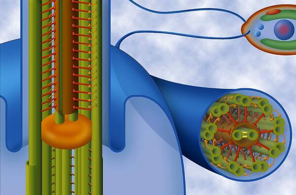 Flagellum Art Print featuring the photograph Eukaryotic Flagellum Structure, Artwork by Art For Science