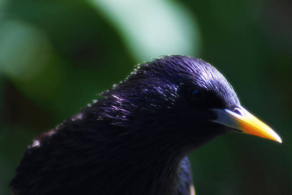 Bird Art Print featuring the photograph European Starling by Scott Hovind