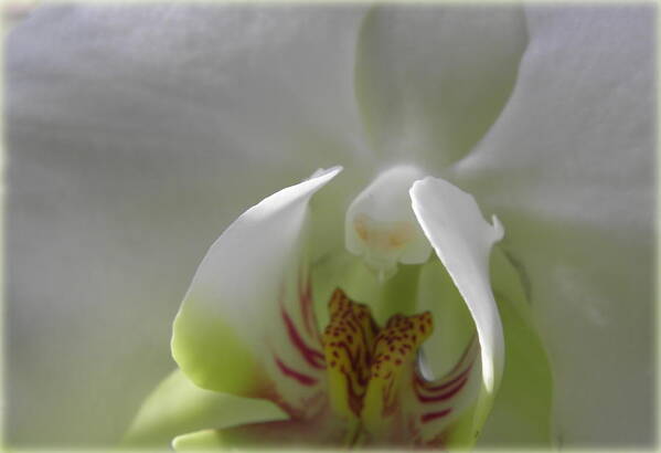 Orchid Art Print featuring the photograph Exotic Beauty In White by Kim Galluzzo