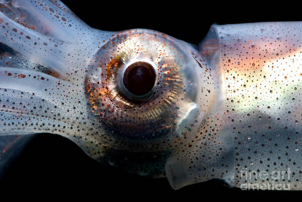 Eye Flash Squid Art Print featuring the photograph Eye Flash Squid by Dant Fenolio