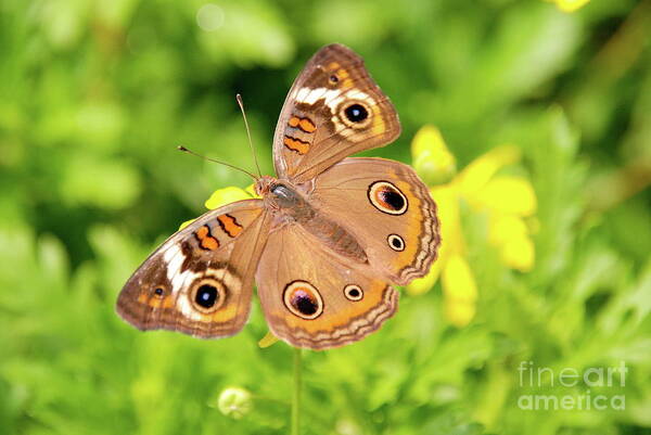 Butterflies Art Print featuring the photograph Eye Spy by Ken Williams