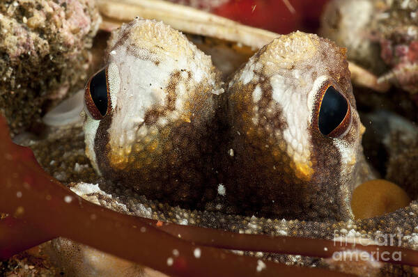Cephalopod Art Print featuring the photograph Eyes Of A Coconut Octopus, North by Mathieu Meur