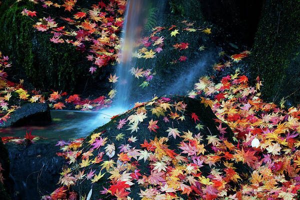 Japanese Garden Fall Color Art Print featuring the photograph Fall Colors KA618 by Yoshiki Nakamura