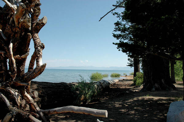 Usa Art Print featuring the photograph Fallen For Lake Tahoe by LeeAnn McLaneGoetz McLaneGoetzStudioLLCcom