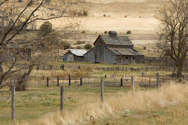 Weathered Barn Art Print featuring the photograph Farmstead by Ramona Murdock