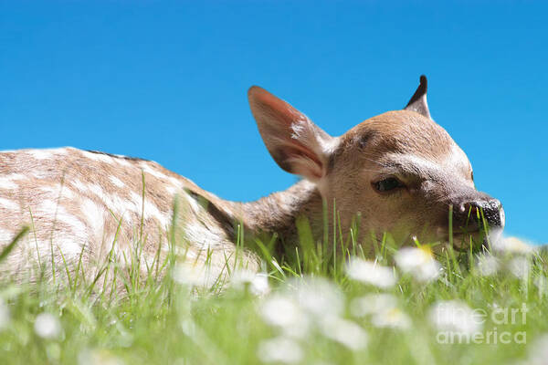 Animal Art Print featuring the photograph Fawn laying in field by Simon Bratt
