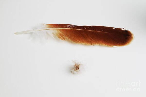 Feathers Art Print featuring the photograph Feathers by Photo Researchers, Inc.