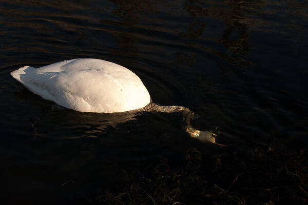 Sam Amato Art Print featuring the photograph Feeding Trumpeter Swan by Sam Amato