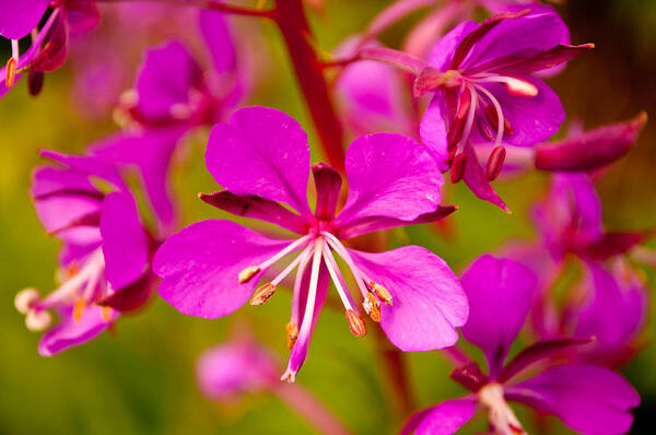 Wildflower Art Print featuring the photograph Fireweed by Tikvah's Hope