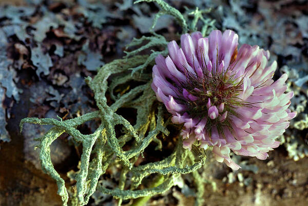 Macro Photography Art Print featuring the photograph First Light by John Stephens