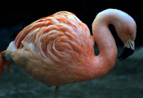 Flamingo Art Print featuring the photograph Flamingo by Tammy Espino