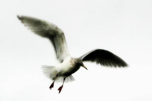 Bird Art Print featuring the photograph Flight by Lori Seaman