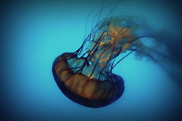 Jellyfish Art Print featuring the photograph Floating by Matt Hanson