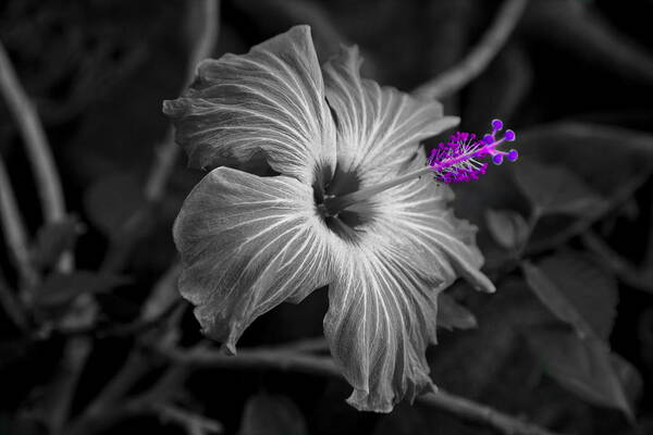 Flower Art Print featuring the photograph Flower 2 by Burney Lieberman