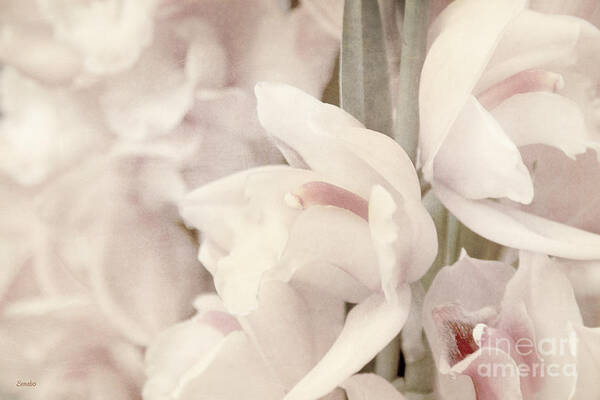Flower Art Print featuring the photograph Flower Dream by Eena Bo