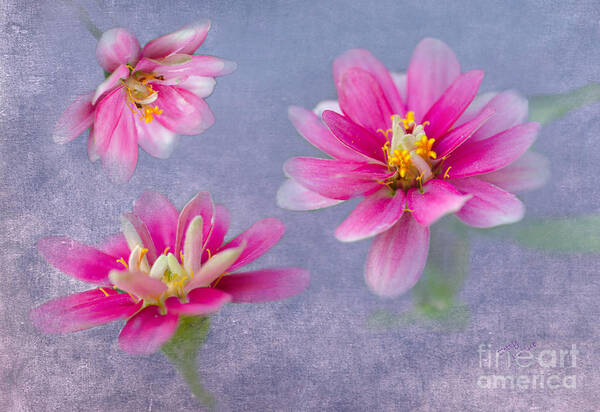 Floral Art Print featuring the photograph Flower Triplets by Betty LaRue