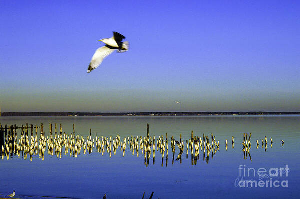 Art Art Print featuring the photograph Flying Solo by Clayton Bruster