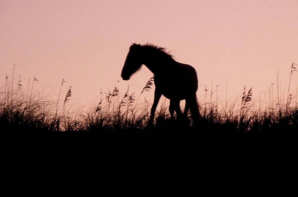 Foal Art Print featuring the photograph Foal At Sunset by Kim Galluzzo