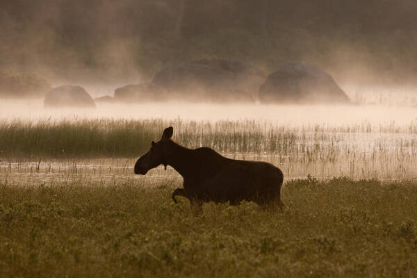 Moose Art Print featuring the photograph Foggy Stroll by Brent L Ander