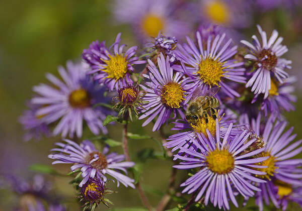 Bee Art Print featuring the photograph Forager by JT Lewis