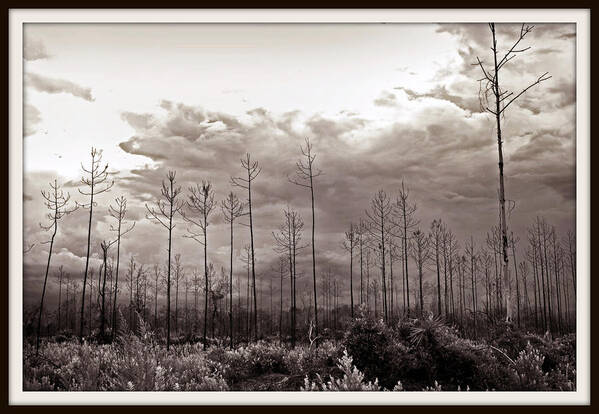 Tree Art Print featuring the photograph Forest Regrowth by Farol Tomson