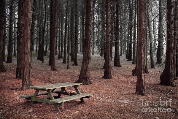 Autumn Art Print featuring the photograph Forest Table by Carlos Caetano
