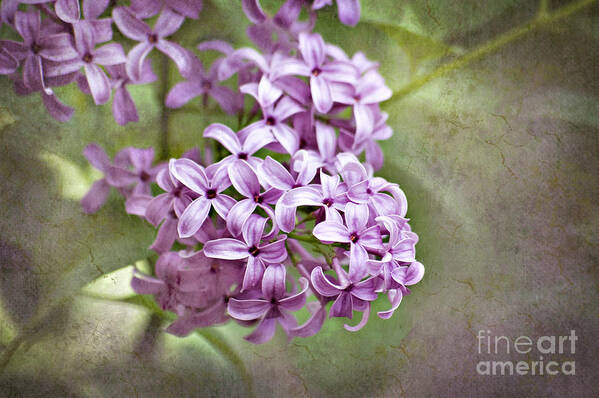 Lilac Art Print featuring the photograph Fragrant Purple Lilac by Cheryl Davis