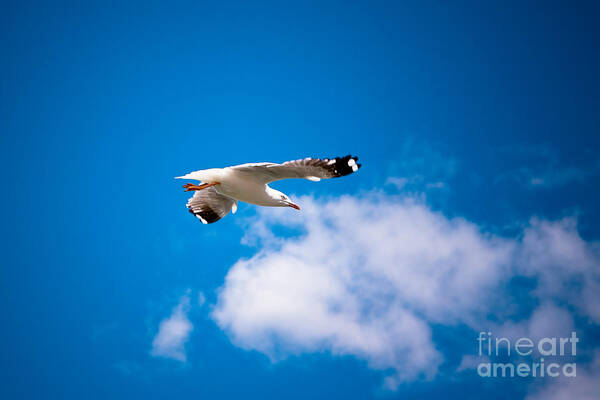 Seagull Art Print featuring the photograph Free a bird by John Buxton