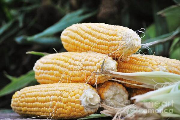 Vegetable Art Print featuring the pyrography Fresh corn by Frank Larkin