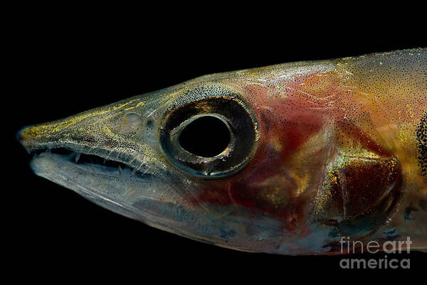 Freshwater Barracuda Art Print featuring the photograph Freshwater Barracuda by Dant Fenolio