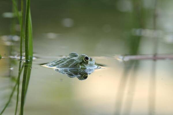 Frog Hunting For Bugs In An Lake In Austria Art Print featuring the photograph Frog Hunting Bugs by Kent Andersen