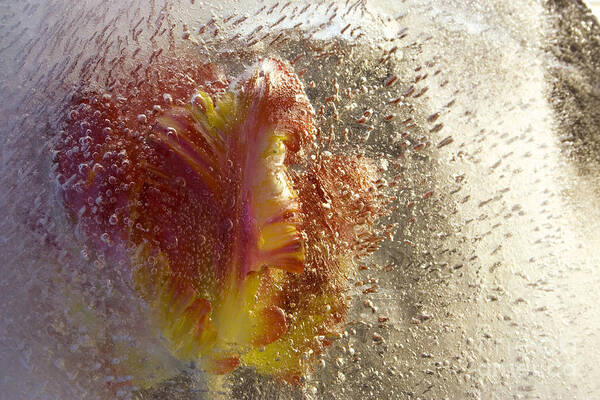 Frozen Art Print featuring the photograph Frozen tulip 2 by Johnny Hildingsson