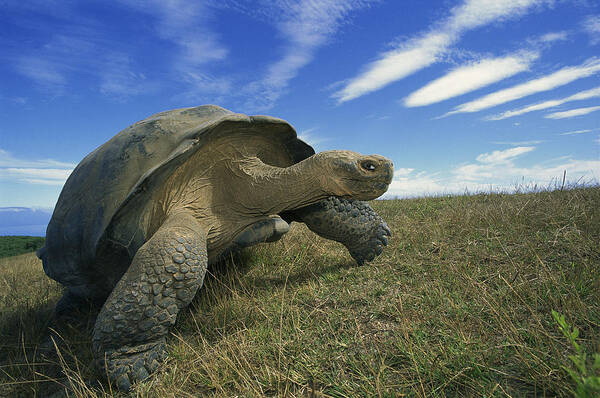 Mp Art Print featuring the photograph Galapagos Giant Tortoise Geochelone by Tui De Roy