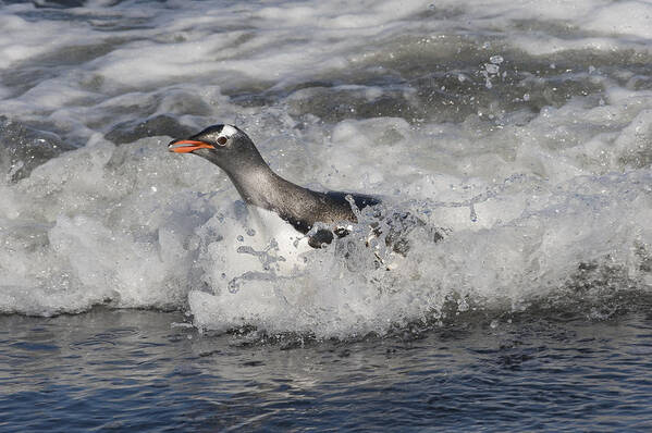 00429480 Art Print featuring the photograph Gentoo Penguin Riding Surf To Shore by Flip Nicklin
