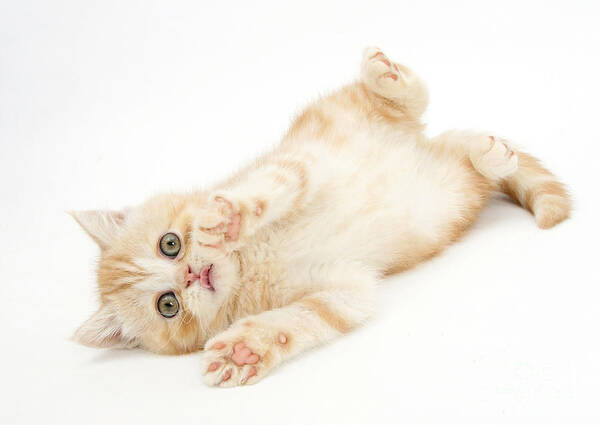 Animal Art Print featuring the photograph Ginger Kitten Rolling Over by Mark Taylor