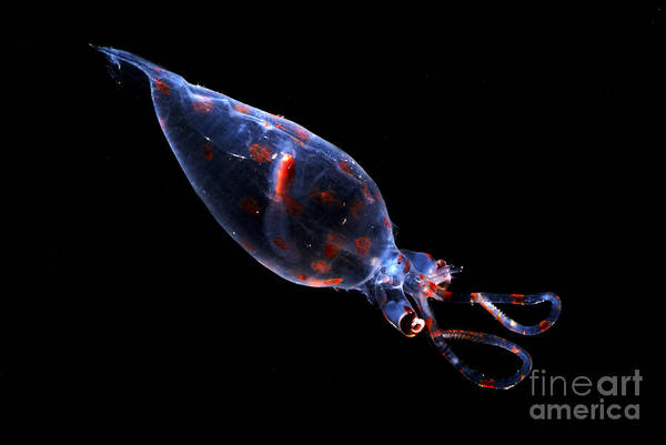 Galiteuthis Phyllura Art Print featuring the photograph Glass Squid by Dante Fenolio