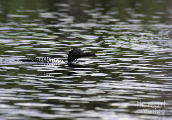 Loon Art Print featuring the photograph Gliding Loon by Chris Hill