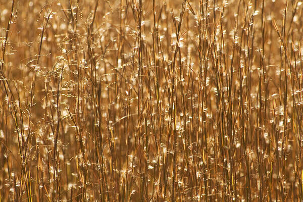 Gold Art Print featuring the photograph Glistening Gold Prairie Grass Abstract by Kathy Clark