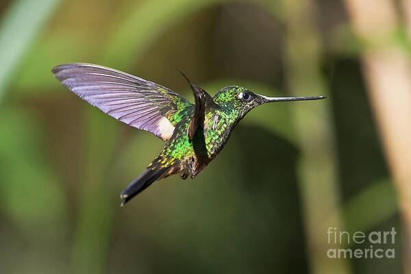 Animal Art Print featuring the photograph Golden-breasted Puffleg by Jean-Luc Baron