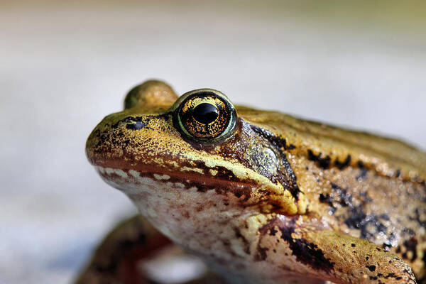 Gold Frog Art Print featuring the photograph Golden Eye Frog Macro by Tracie Schiebel