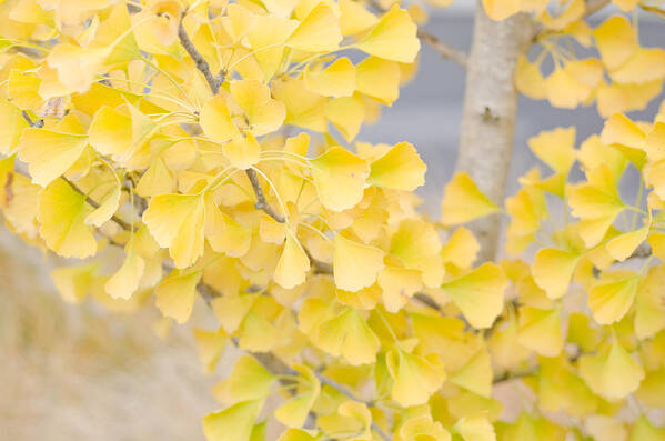 Ginko Art Print featuring the photograph Golden Ginko Tree by Margaret Pitcher